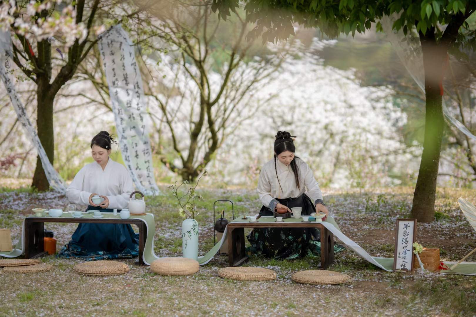 春日小记  | 花间叙·樱花雅集(图1)